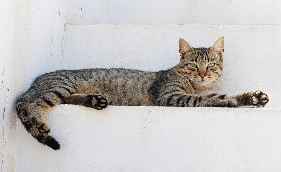 Kucing