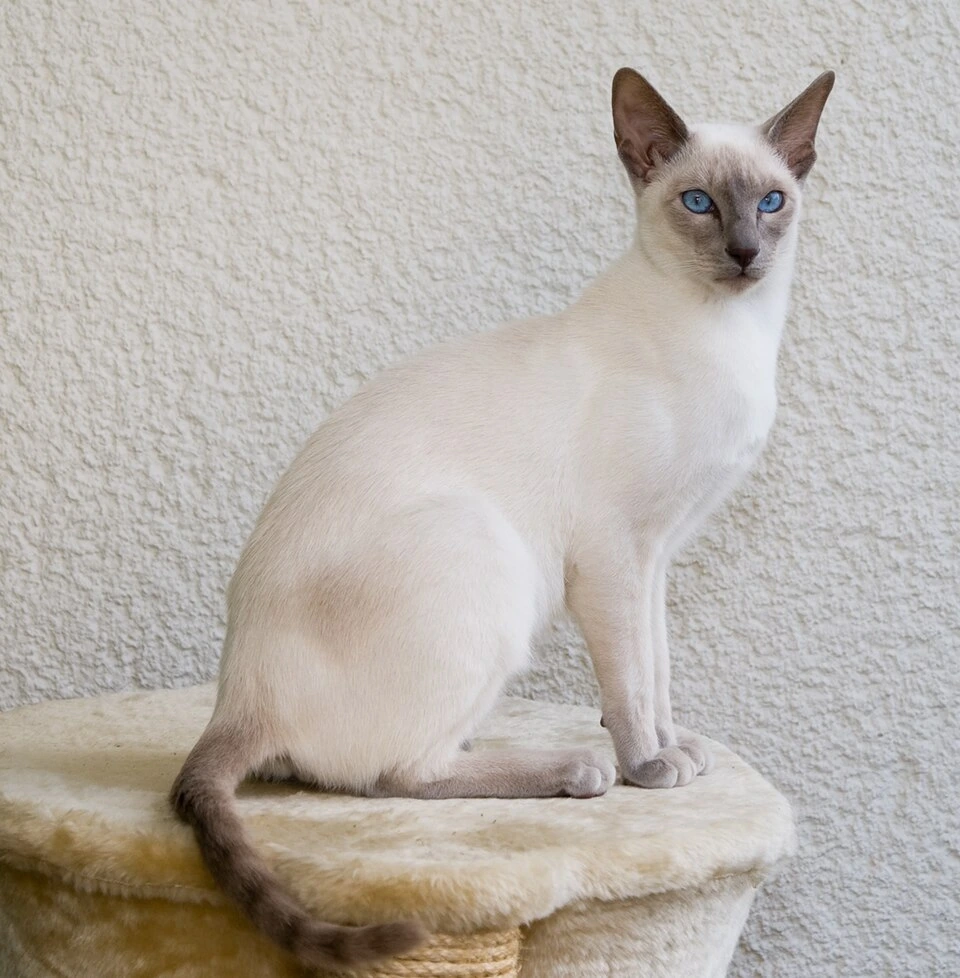Kucing rumahan